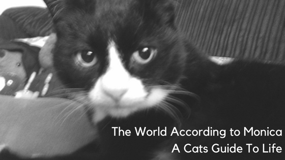 Cats Guide to Life