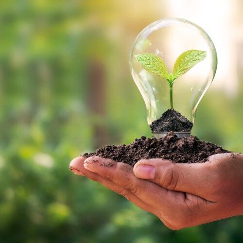 Hand holding a plant seedling in soil with a bulb over the seedling business coaching